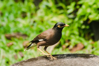 Mynas bir ağaç kütüğünde, Starlings Tayland 'ın yerleşik bir kuşudur..