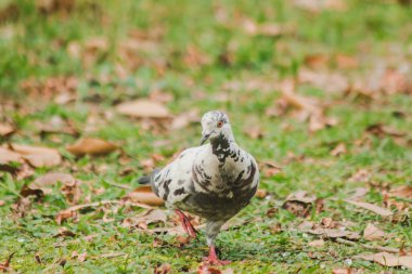Çimenlerde yürüyen beyaz güvercinler, çimlerde yürüyen gri güvercinler