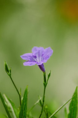Ruellia simplex: Tek çiçek, mor veya pembe çiçek, 5 mor calyx.