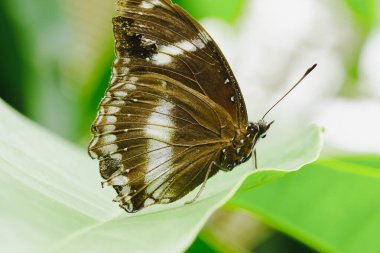 Yapraktaki büyük yumurta sineği, Hypolimnas bolina jacintha, NYMPHALIDAE (kanat açıklığı) 50 - 85 mm