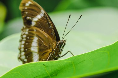 Yapraktaki büyük yumurta sineği, Hypolimnas bolina jacintha, NYMPHALIDAE (kanat açıklığı) 50 - 85 mm