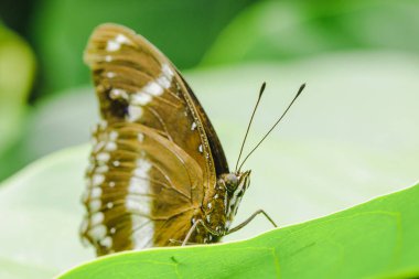 Yapraktaki büyük yumurta sineği, Hypolimnas bolina jacintha, NYMPHALIDAE (kanat açıklığı) 50 - 85 mm