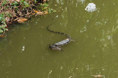 Getiren suda, Varanus kurtarıcısı Güney Asya 'da bir sürüngen. 2,5 ila 3 metre uzunluğunda büyük bir kertenkele.