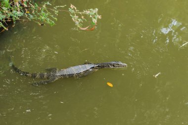 Getiren suda, Varanus kurtarıcısı Güney Asya 'da bir sürüngen. 2,5 ila 3 metre uzunluğunda büyük bir kertenkele.