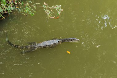 Getiren suda, Varanus kurtarıcısı Güney Asya 'da bir sürüngen. 2,5 ila 3 metre uzunluğunda büyük bir kertenkele.