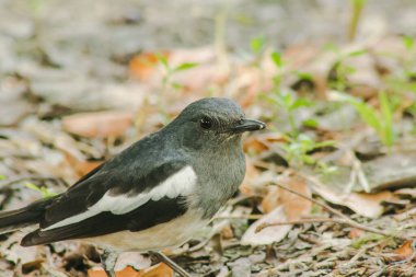 Oriental Magpie Robin yerde, Oriental Magpie Robin ise küçük siyah bir kuş. Doğulu saksağan bülbülü küçük bir böcek türü..