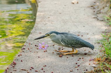 Küçük balıkçıl, Butorides striata. Küçük balıkçıl, Tayland 'da 20 tür bulunan kartal familyasından ince, uzun kulaklı bir kuş türü..