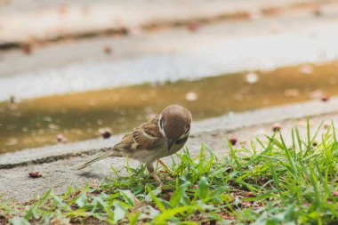 Avrasya Ağaç Serçesi yerde, Avrasya Ağaç Serçesi 'nin kafasında ve boynunun arkasında koyu kahverengi renkler var. Beyaz yanakların her iki yanağında da siyah noktalar var..
