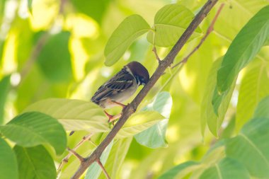 Ağaçtaki Avrasya ağaç serçesi