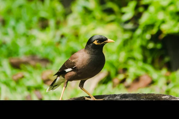 Mynas Está Toco Árvore Starlings São Pássaro Residente Tailândia — Fotografia de Stock