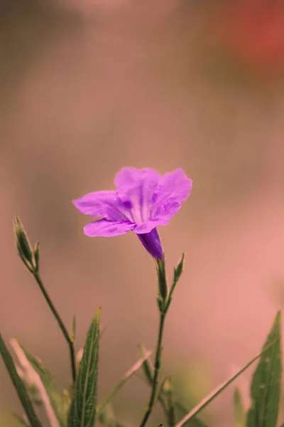 Ruellia simplex: Single flower, purple or pink flower, 5 purple calyx.