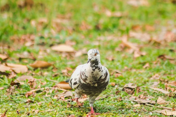 Weiße Tauben Auf Dem Rasen Graue Tauben Auf Dem Rasen — Stockfoto