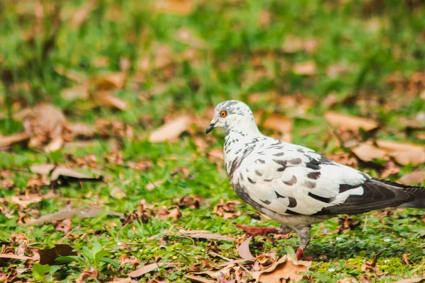 Białe Gołębie Spacerujące Trawniku Szare Gołębie Spacerujące Trawniku — Zdjęcie stockowe