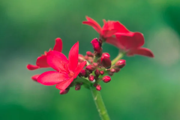 Miniaturní Červené Květy Přírody — Stock fotografie
