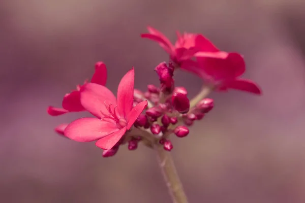 Miniatűr Vörös Virágok Természetből — Stock Fotó