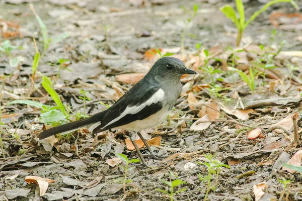 Oriental Magpie Robin Está Chão Oriental Magpie Robin Pequeno Pássaro — Fotografia de Stock