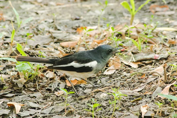 Oriental Magpie Robin Ligger Marken Oriental Magpie Robin Liten Svart — Stockfoto