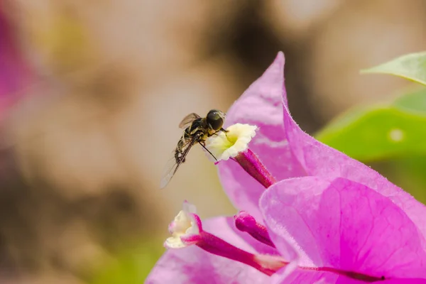 A small bee on a flower, a bee sucking on a nectar on a flower, a bee on a pink flower, a bee on a bougainvillea flower