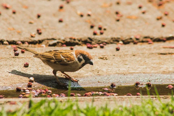 Eurasian Tree Sparrow Ground Eurasian Tree Sparrow Has Dark Brown — Fotografia de Stock