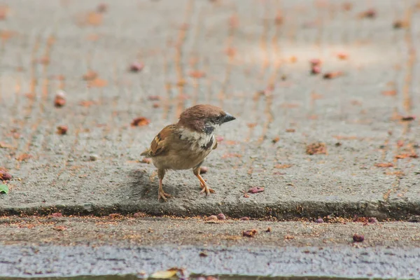 Eurasian Tree Sparrow Ligger Marken Eurasian Tree Sparrow Har Mörkbrun — Stockfoto