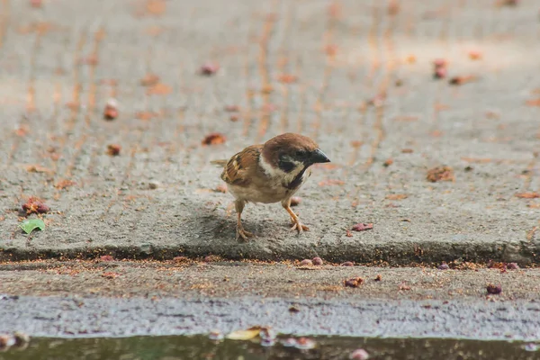 Eurasian Tree Sparrow Ligger Marken Eurasian Tree Sparrow Har Mörkbrun — Stockfoto