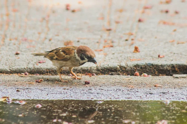 Eurasian Tree Sparrow Ligger Marken Eurasian Tree Sparrow Har Mörkbrun — Stockfoto