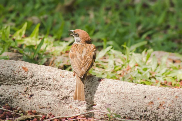 Pohon Sparrow Eurasia Berada Tanah Sparrow Pohon Eurasia Memiliki Warna — Stok Foto