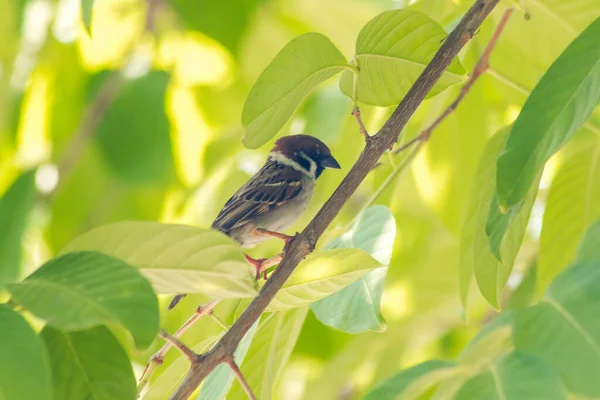 Burung Pipit Pohon Eurasia Pohon — Stok Foto