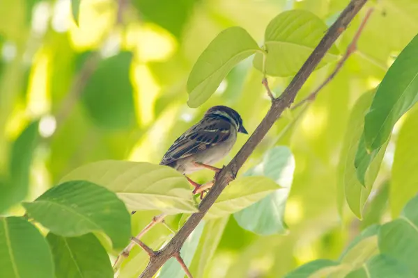 Burung Pipit Pohon Eurasia Pohon — Stok Foto