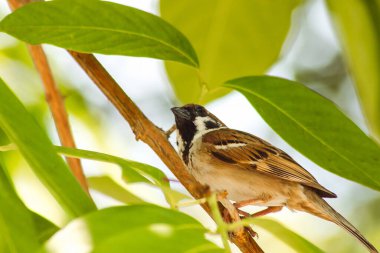 Ağaçtaki Avrasya ağaç serçesi