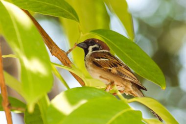 Ağaçtaki Avrasya ağaç serçesi