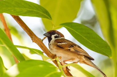 Ağaçtaki Avrasya ağaç serçesi