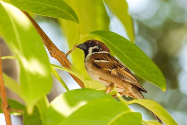 Ağaçtaki Avrasya ağaç serçesi