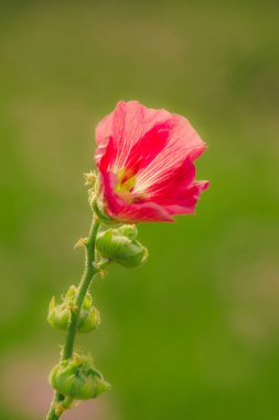 Waterkanon, Watrakanu, Minnieroot, güzel çiçekli bir ot olarak sınıflandırılmış, doğada güzel mor çiçekler..