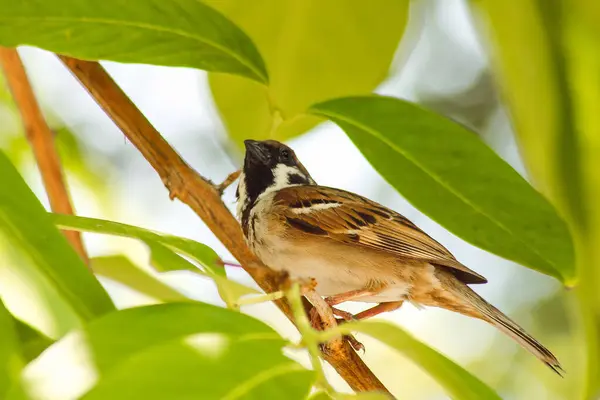 Ağaçtaki Avrasya ağaç serçesi