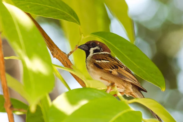 Passero Albero Eurasiatico Albero — Foto Stock