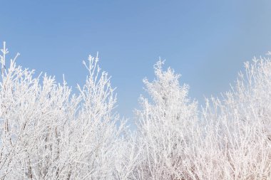 frost kaplı ağaç dalları mavi gökyüzü