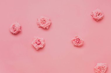   Pastel arka plan kafasına pembe güller 