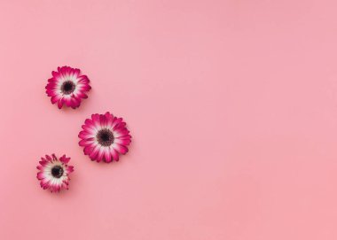 Pastel tonu arka plan kafasına gerbera çiçekleri