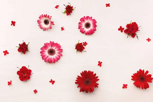 Czerwone kwiaty rozrzucone na tle pastel — Zdjęcie stockowe