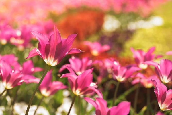 Campo de flores en primavera — Foto de Stock