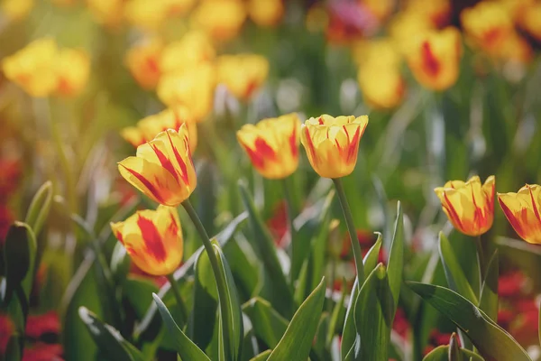 Tulipanes amarillos y rojos en el jardín en primavera — Foto de Stock