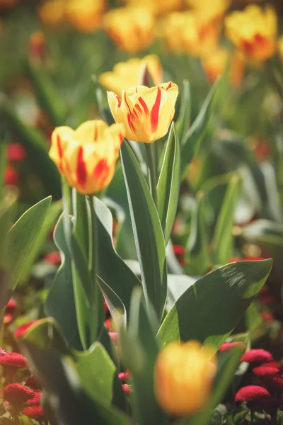 Hermoso jardín de tulipanes en primavera — Foto de Stock