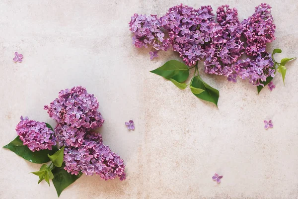 Beautiful fresh spring lilac flowers — Stock Photo, Image