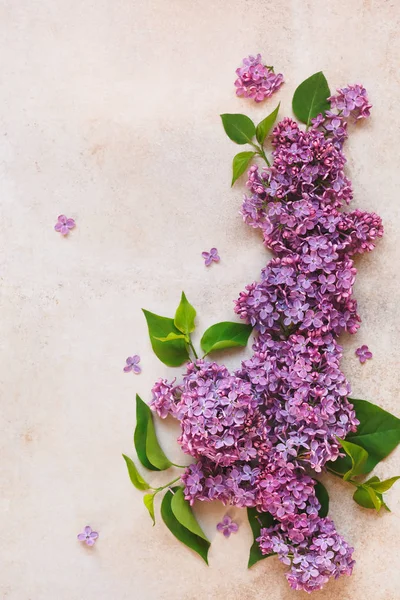 Jarní fialovými květy a listy — Stock fotografie