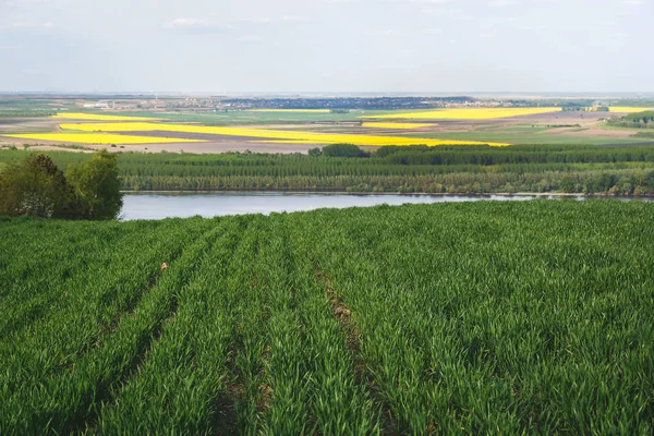 Kaunis kevät maisema joen ja kentän Vojvodina, Serbia — kuvapankkivalokuva