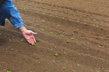 Çiftçi muayene kırpma