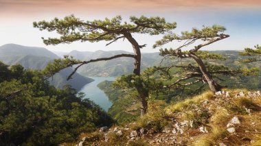 Tara Milli Park, Sırbistan