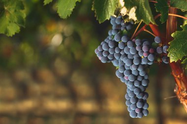 Ripe Cabernet grapes on vine growing in a vineyard  clipart