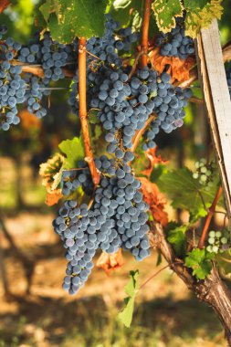 Cabernet üzüm asma ve Asma yaprakları ile sonbahar renk tonları